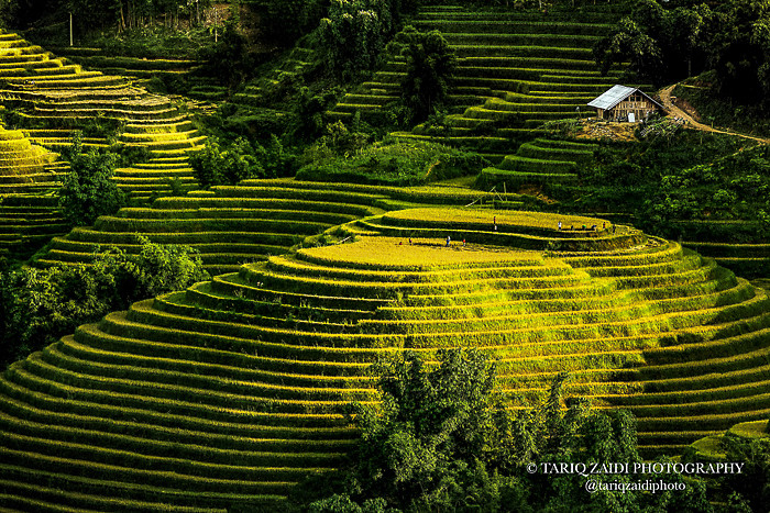 Rice Terraces, Northern Vietnam.