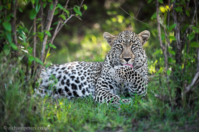 Leopard Richard Peters