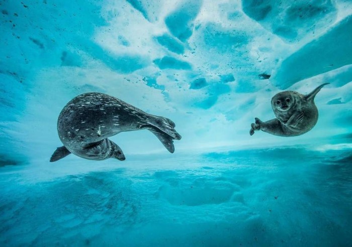 laurent-ballesta-wildlife